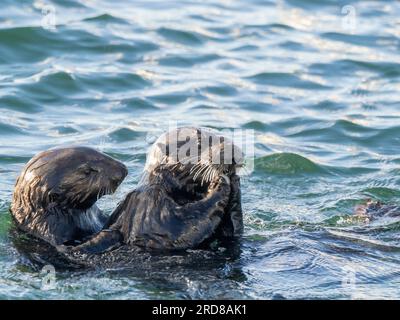 Mütter und Welpen-Seeotter (Enhydra lutris), zusammen im Monterey Bay National Marine Sanctuary, Kalifornien, Vereinigte Staaten von Amerika, Nordamerika Stockfoto