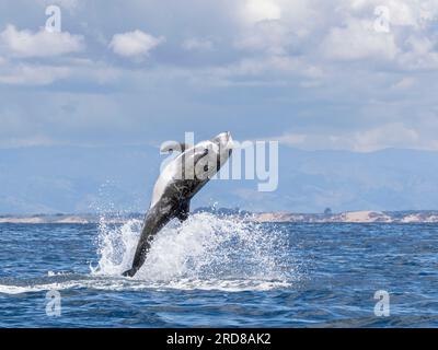 Erwachsener Risso-Delfin (Grampus griseus), der im Monterey Bay Marine Sanctuary, Kalifornien, USA, Nordamerika, in die Luft springt Stockfoto
