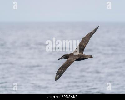 Erwachsene Schwarzfußalbatros (Phoebastria nigripes), im Flug im Monterey Bay Marine Sanctuary, Monterey, Kalifornien, USA Stockfoto