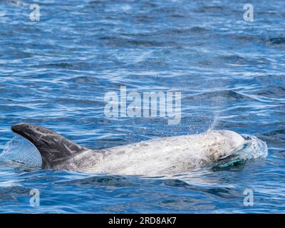 Adult Risso's Delfine (Grampus griseus), die nahe der Küste im Monterey Bay Marine Sanctuary, Kalifornien, USA, Nordamerika auftauchen Stockfoto