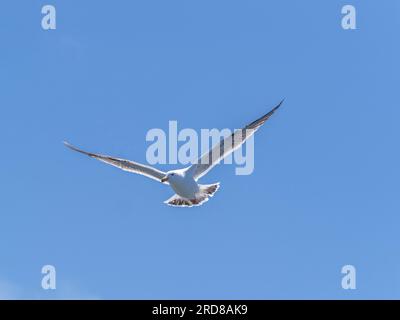 Jungmöwe aus Kalifornien (Larus californicus), im Flug im Monterey Bay Marine Sanctuary, Monterey, Kalifornien, USA Stockfoto