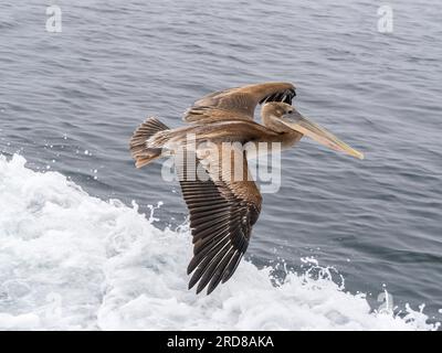 Juvenile Brown Pelican (Pelecanus occidentalis), im Flug im Monterey Bay Marine Sanctuary, Monterey, Kalifornien, USA Stockfoto