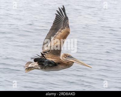 Juvenile Brown Pelican (Pelecanus occidentalis), im Flug im Monterey Bay Marine Sanctuary, Monterey, Kalifornien, USA Stockfoto