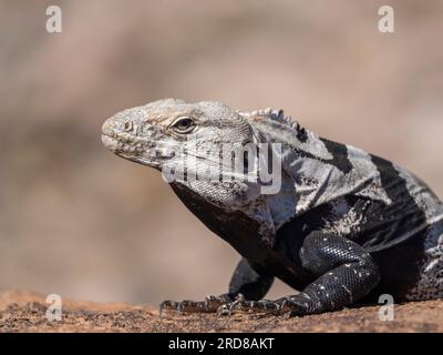 Ausgewachsener Langschwanziguan (Ctenosaura conspicuosa), sonnenbaden, Isla San Esteban, Baja California, Mexiko, Nordamerika Stockfoto