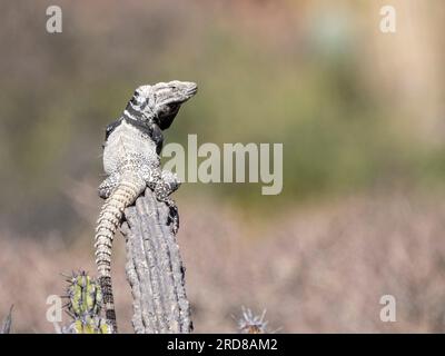 Ausgewachsener Stachelschwanz-Leguan (Ctenosaura conspicuosa), auf Kaktus, Isla San Esteban, Baja California, Mexiko, Nordamerika Stockfoto