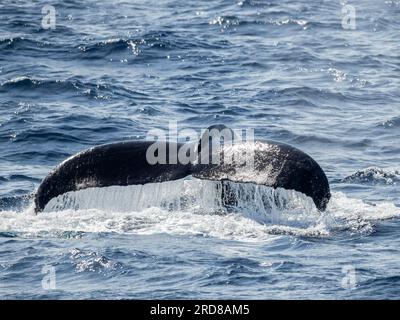 Einlauf eines erwachsenen männlichen Buckelwals (Megaptera novaeangliae), Wettkampfkapsel, San Jose del Cabo, Baja California Sur, Mexiko, Nordamerika Stockfoto