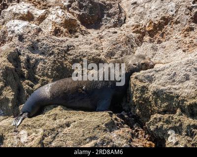 Ausgewachsener männlicher Guadalupe-Seehund (Arctocephalus townsendi), herausgezogen, Isla San Pedro Martir, Baja California, Mexiko, Nordamerika Stockfoto