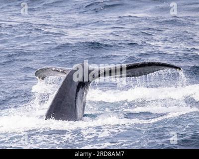 Einlauf eines erwachsenen männlichen Buckelwals (Megaptera novaeangliae), Wettkampfkapsel, San Jose del Cabo, Baja California Sur, Mexiko, Nordamerika Stockfoto