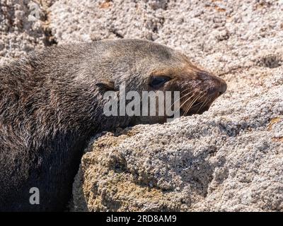 Ausgewachsener männlicher Guadalupe-Seehund (Arctocephalus townsendi), herausgezogen, Isla San Pedro Martir, Baja California, Mexiko, Nordamerika Stockfoto