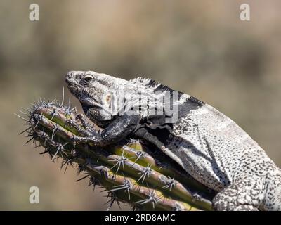 Ausgewachsener Stachelschwanz-Leguan (Ctenosaura conspicuosa), auf Kaktus, Isla San Esteban, Baja California, Mexiko, Nordamerika Stockfoto