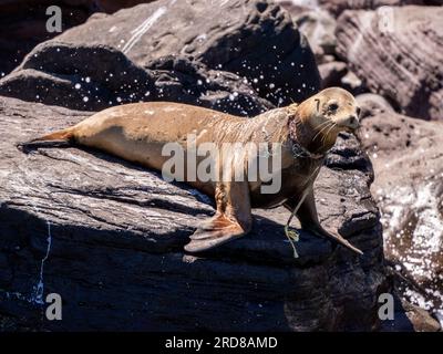 Erwachsene weibliche kalifornische Seelöwe (Zalophus californianus), mit Netz um den Hals, Baja California, Mexiko, Nordamerika Stockfoto