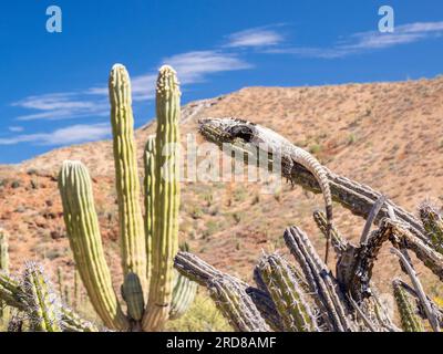 Ausgewachsener Langschwanziguan (Ctenosaura conspicuosa), sonnenbaden, Isla San Esteban, Baja California, Mexiko, Nordamerika Stockfoto