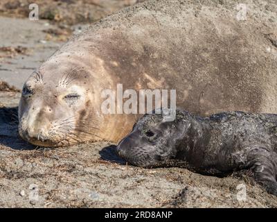 Nördlicher Elefant (Mirounga angustirostris), Mutter und neugeborenes Welpen, Benito del Oeste Island, Baja California, Mexiko, Nordamerika Stockfoto