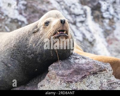 Erwachsener männlicher kalifornischer Seelöwe (Zalophus californianus), Kopfeinheit bei Los Islotes, Baja California Sur, Mexiko, Nordamerika Stockfoto