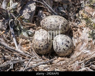 Heermanns Möwe (Larus heermanni), Ei-Kupplungseinheit in der Zuchtkolonie auf Isla Rasa, Baja California, Mexiko, Nordamerika Stockfoto