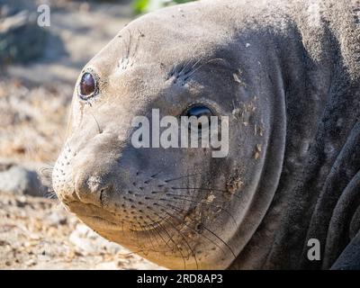 Junge nördliche Elefantenrobbe (Mirounga angustirostris), Kopfdetails, Benito del Oeste Island, Baja California, Mexiko, Nordamerika Stockfoto