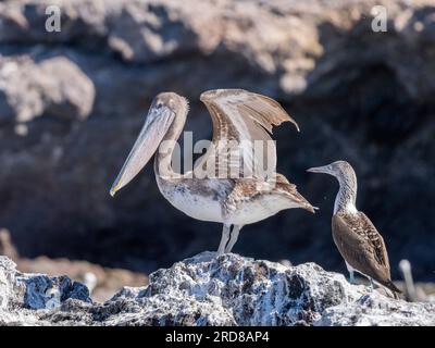 Juvenile Brown Pelican (Pelecanus occidentalis), Sonnenbaden auf der Isla Ildefonso, Baja California, Mexiko, Nordamerika Stockfoto