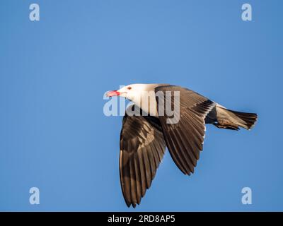 Adulte Heermannmöwe (Larus heermanni), im Flug nahe der Zuchtkolonie auf der Isla Rasa, Baja California, Mexiko, Nordamerika Stockfoto