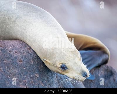 Erwachsene weibliche kalifornische Seelöwe (Zalophus californianus), die in Los Islotes, Baja California Sur, Mexiko, Nordamerika, herausgeholt wurde Stockfoto