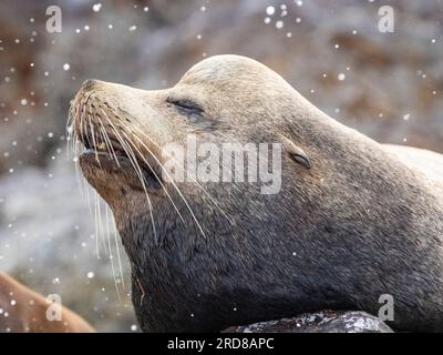 Erwachsener männlicher kalifornischer Seelöwe (Zalophus californianus), Kopfeinheit bei Los Islotes, Baja California Sur, Mexiko, Nordamerika Stockfoto