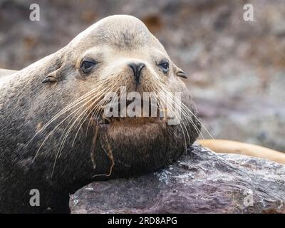 Erwachsener männlicher kalifornischer Seelöwe (Zalophus californianus), Kopfeinheit bei Los Islotes, Baja California Sur, Mexiko, Nordamerika Stockfoto