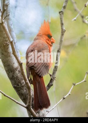 Erwachsener männlicher Kardinal (Cardinalis cardinalis), hoch oben in einem Baum, San Jose del Cabo, Baja California Sur, Mexiko, Nordamerika Stockfoto