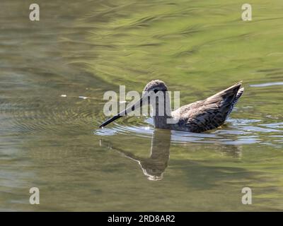 Ausgewachsener Langschnabeljäger (Limnodromus scolopaceus) in einer Lagune in der Nähe von San Jose del Cabo, Baja California Sur, Mexiko, Nordamerika Stockfoto