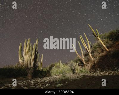 Nachtfotografie eines Kardon-Kaktuswaldes (Pachycereus pringlei) auf San Jose Island, Baja California Sur, Mexiko, Nordamerika Stockfoto