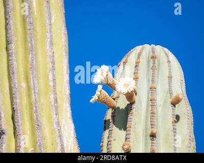 Cardon cactus (Pachycereus pringlei), blühende Details auf Isla San Esteban, Baja California, Mexiko, Nordamerika Stockfoto