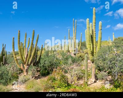 Cardon cactus (Pachycereus pringlei) Forest auf der Isla San Jose, Baja California Sur, Mexiko, Nordamerika Stockfoto