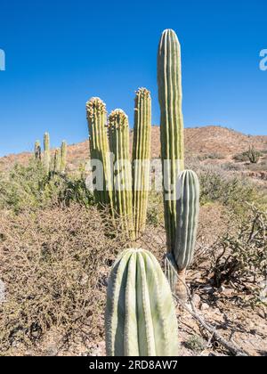 Cardon cactus (Pachycereus pringlei), blühend auf der Isla San Esteban, Baja California, Mexiko, Nordamerika Stockfoto