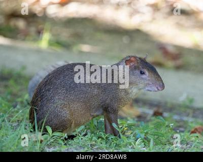 Erwachsene mittelamerikanische Agutis (Dasyprocta punctata), auf Coiba Island, Panama, Mittelamerika Stockfoto