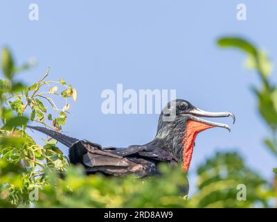 Ausgewachsener männlicher fregatebird (Fregata Magnificens), auf seinem Nest, Iguana Island, Panama, Mittelamerika Stockfoto