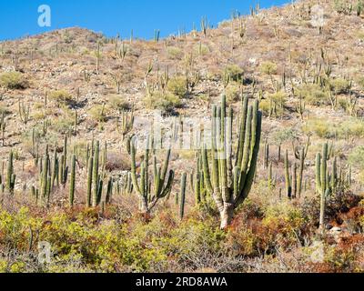 Cardon cactus (Pachycereus pringlei), Wald auf der Isla San Jose, Baja California Sur, Mexiko, Nordamerika Stockfoto