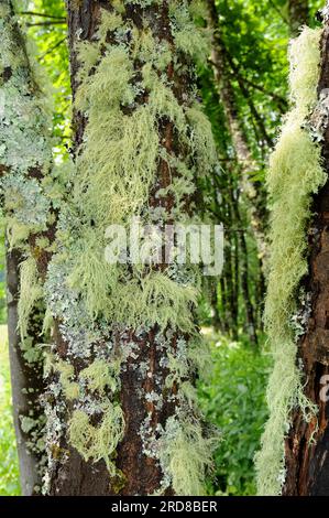 Der Fischgrätenbartflechten (Usnea filipendula) ist ein Fruchtflechten mit hängender Wachstumsform. Es hat medizinische Eigenschaften, da es Usnic A enthält Stockfoto