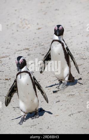 Afrikanische Pinguine (Spheniscus demersus) auf Sand am Boulder's Beach, Kapstadt, Südafrika, Afrika Stockfoto