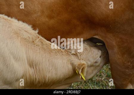 Hungriges Kalb und Milch von mama Stockfoto