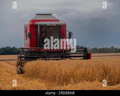 Die Weizenernte beginnt in Great Bardfield Braintree Essex UK. Aufgrund der anhaltend hohen Temperaturen beginnt die Weizenernte im Jahr 12.July 2023 Stockfoto