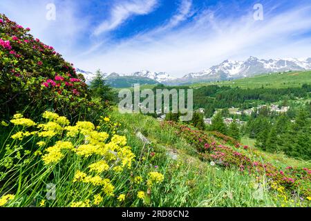 Bunte Blumen im Sommer, Madesimo, Valle Spluga, Valtellina, Lombardei, Italien, Europa Stockfoto