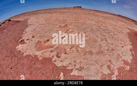 Dinosaurierspuren in einer Touristenattraktion im Navajo Indian Reservation in der Nähe von Tuba City, Arizona, United State of America, Nordamerika Stockfoto