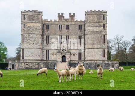 Schafe auf den grünen Wiesen vor Lulworth Castle, Jurassic Coast, Dorset, England, Vereinigtes Königreich, Europa Stockfoto