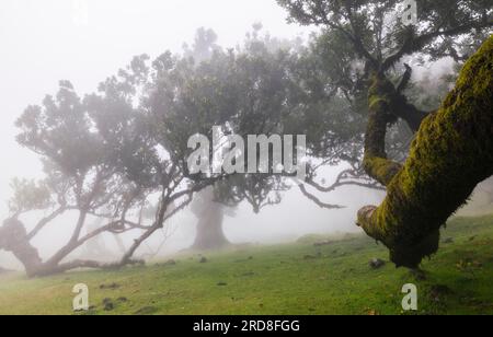 Die wunderschöne Aussicht auf den Fanal Forest an einem nebligen Frühlingstag, Porto Moniz, Madeira, Portugal, Atlantik, Europa Stockfoto