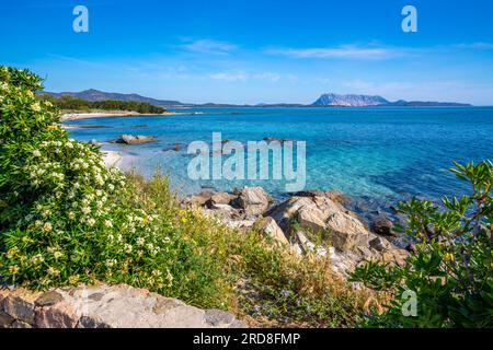 Blick auf den Strand Spiaggia Cala d'Ambra und die Isola di Tavolara im  Hintergrund, San Teodoro, Sardinien, Italien, Mittelmeer, Europa  Stockfotografie - Alamy