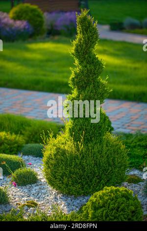 Skurrile Wunder: Enthüllen Sie die bezaubernden Thuja-Formationen Stockfoto