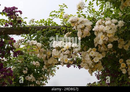 Blassgelbe Rüschenrosenblüten von Rosa Goldfinch im britischen Garten Juni Stockfoto