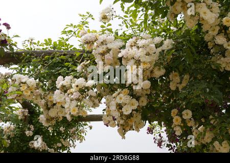 Blassgelbe Rüschenrosenblüten von Rosa Goldfinch im britischen Garten Juni Stockfoto