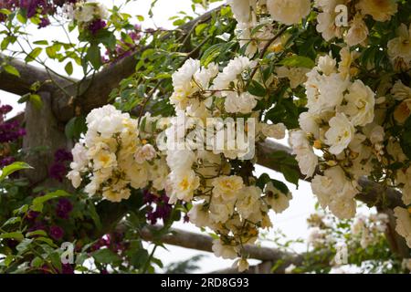 Blassgelbe Rüschenrosenblüten von Rosa Goldfinch im britischen Garten Juni Stockfoto