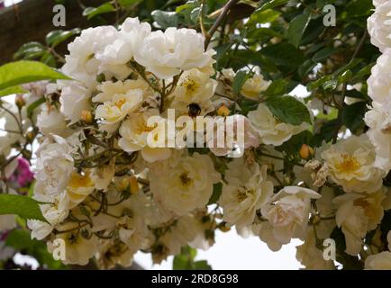 Blassgelbe Rüschenrosenblüten von Rosa Goldfinch im britischen Garten Juni Stockfoto