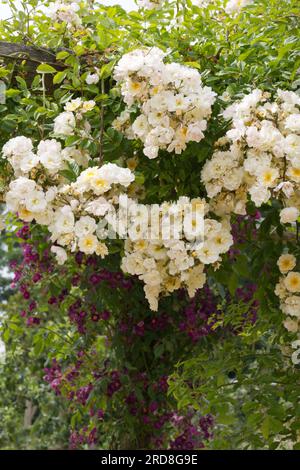 Blassgelbe Rüschenrosenblüten von Rosa Goldfinch im britischen Garten Juni Stockfoto