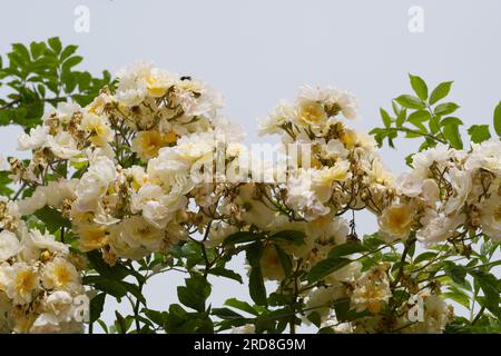 Blassgelbe Rüschenrosenblüten von Rosa Goldfinch im britischen Garten Juni Stockfoto